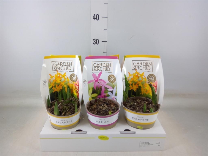 <h4>Orchideeen   ...mix</h4>