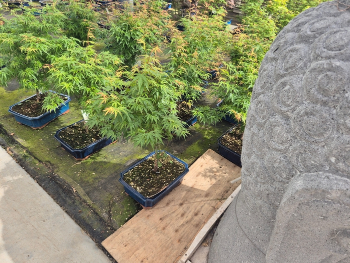 <h4>Acer palmatum "Wilson's pink dwarf", pot 32 cm.</h4>