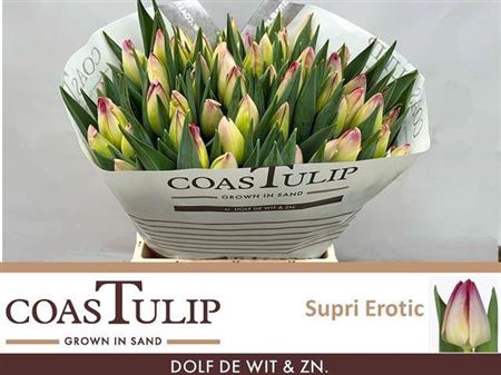 <h4>Tu En Supri Erotic Coast</h4>