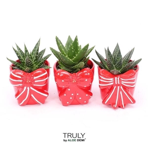 TRULY Haworthia Gasteria, Bow M