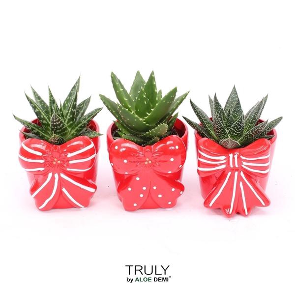 <h4>TRULY Haworthia Gasteria, Bow M</h4>