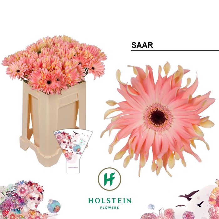 <h4>Gerbera Pasta Saar</h4>