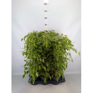 Ficus benja. 'Golden King'