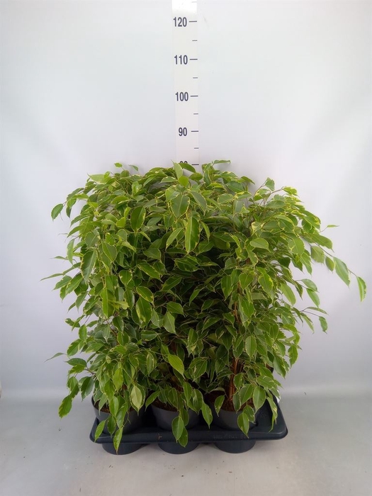 <h4>Ficus benja. 'Golden King'</h4>
