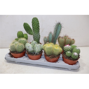 Cactus Gem