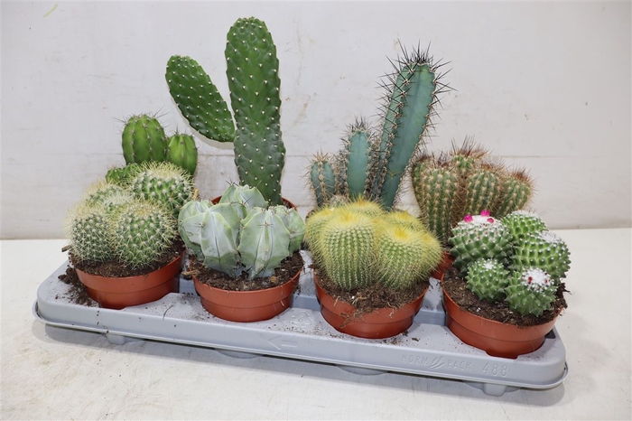 <h4>Cactus Gem</h4>