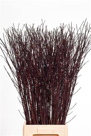 <h4>Cornus Alba Kesselringii Spray</h4>