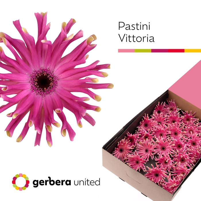 <h4>Gerbera Pastini Vittoria Half doos</h4>