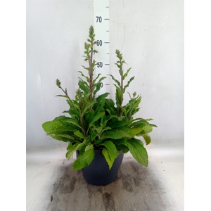 Digitalis  'Pink Panther'
