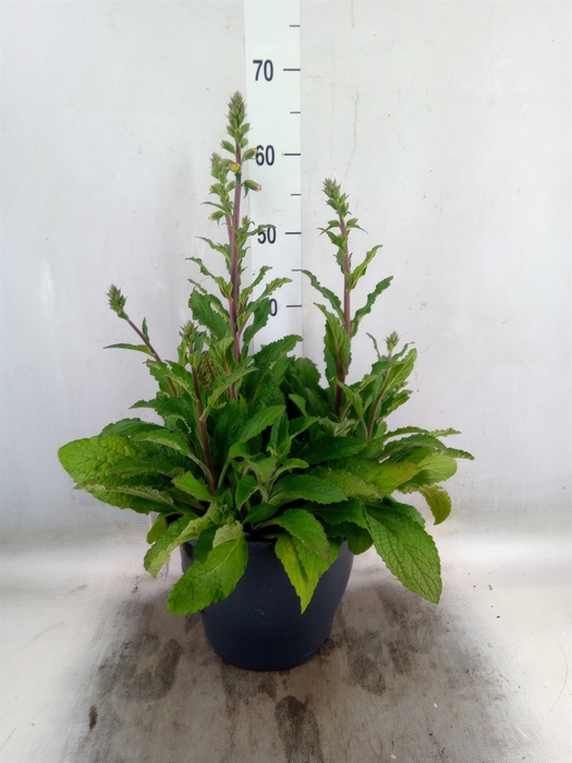 <h4>Digitalis  'Pink Panther'</h4>
