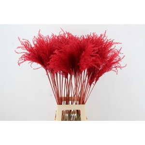 DF Miscanthus 90cm Red