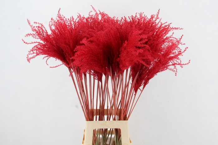 <h4>DF Miscanthus 90cm Red</h4>
