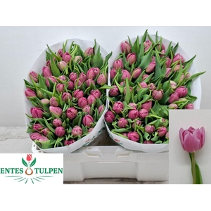 TU DU DOUBLE PRINCES