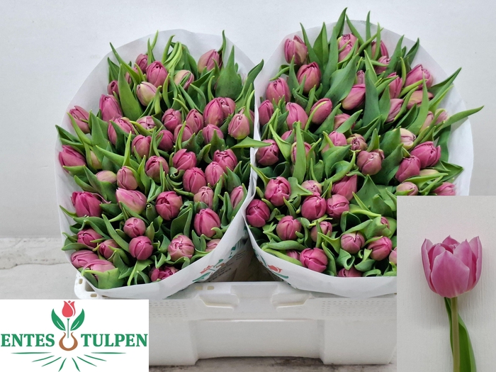 <h4>TU DU DOUBLE PRINCES</h4>