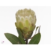 Protea Mundi Wit