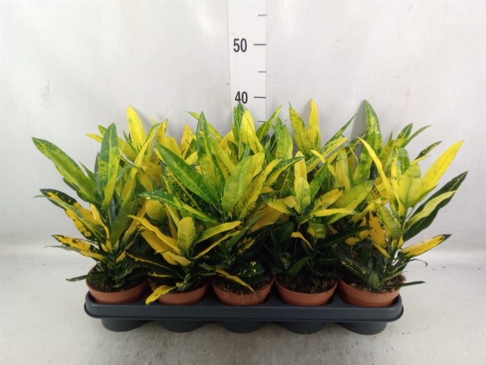 <h4>Codiaeum var. KL 'Sunny Star'</h4>