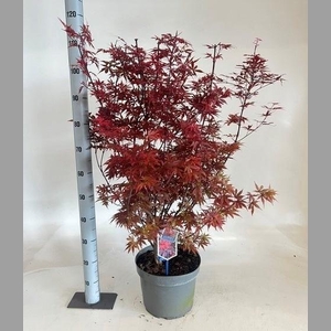 ACER PA SKEET BROOM
