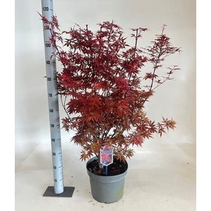 ACER PA SKEET BROOM