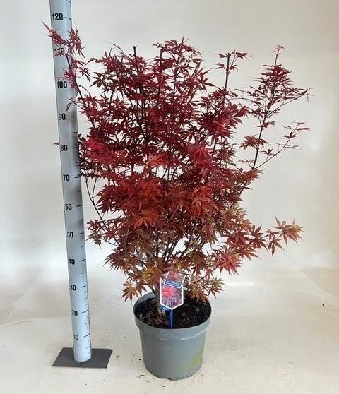 <h4>ACER PA SKEET BROOM</h4>