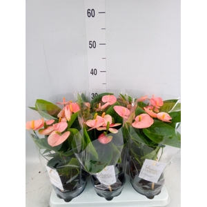 Anthurium andr. 'Spirit'