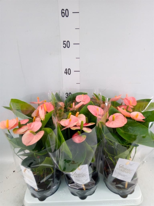<h4>Anthurium andr. 'Spirit'</h4>