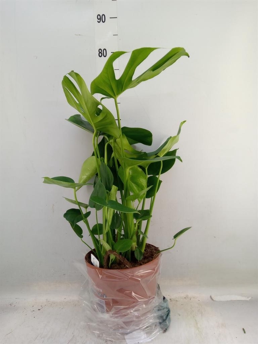 <h4>Monstera delic.</h4>