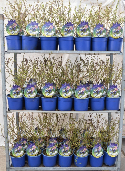 <h4>Vaccinium corymbosum mix variaties P21</h4>