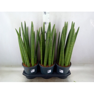 Sansevieria cyl.  ...