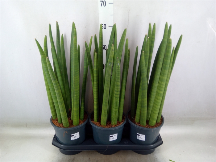 <h4>Sansevieria cyl.  ...</h4>