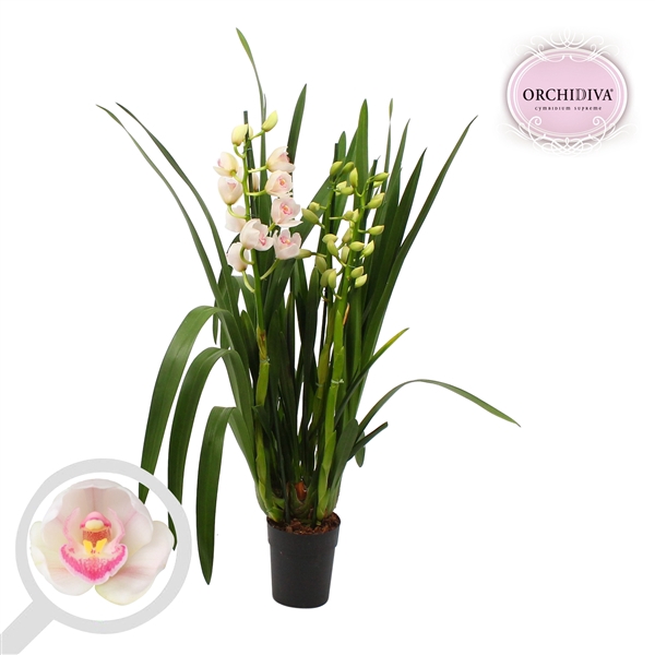 <h4>Cymbidium anniversary 3-4 tak</h4>