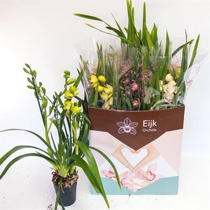 Cymbidium mix (Cites) 14Ø 80cm 4st