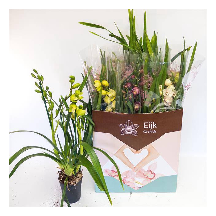 <h4>Cymbidium mix (Cites) 14Ø 80cm 4st</h4>