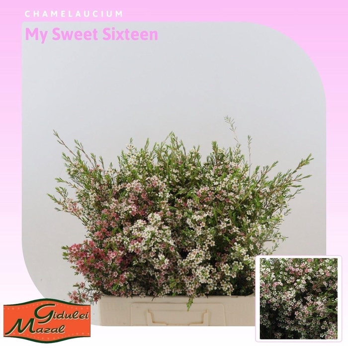 <h4>CHAME UN MY SWEET 16</h4>