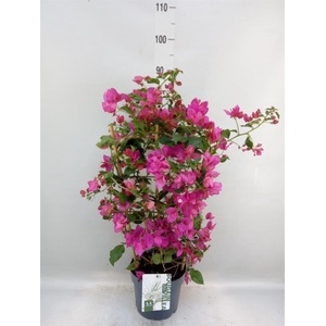 Bougainvillea  'Sanderiana'