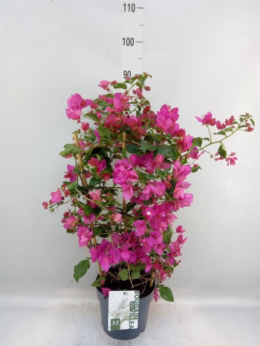 <h4>Bougainvillea  'Sanderiana'</h4>