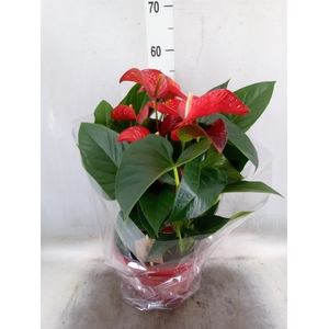 Anthurium andr. 'Tremendo'