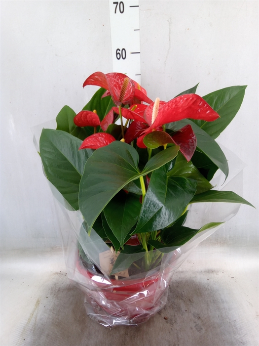 <h4>Anthurium andr. 'Tremendo'</h4>