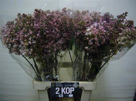 <h4>Syr Hy Maidens Blush 70 Cm 2 Hd</h4>