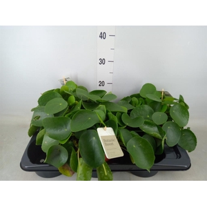 Pilea peperomioides