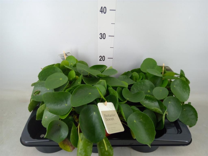 <h4>Pilea peperomioides</h4>