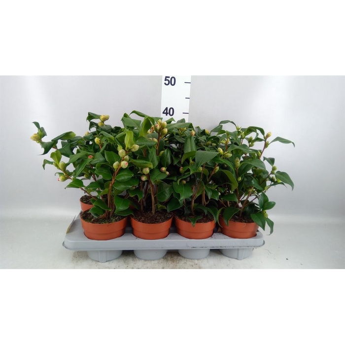 <h4>Camellia   ...mix 3</h4>