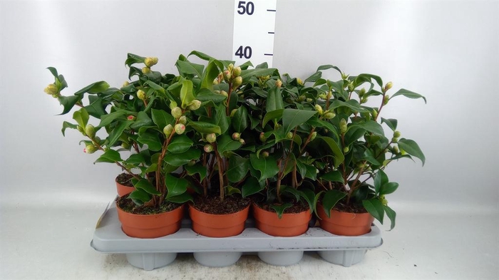Camellia   ...mix 3