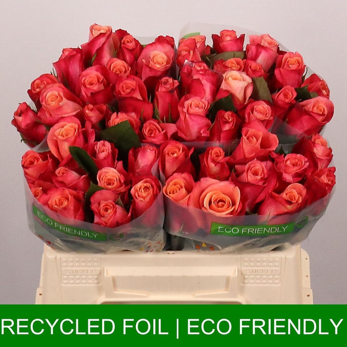 <h4>R GR HELENE</h4>