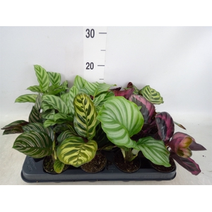 Calathea   ...mix