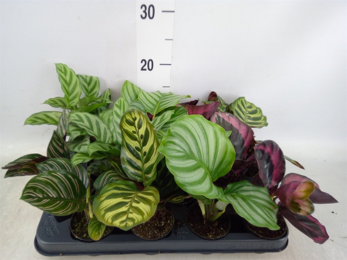 <h4>Calathea   ...mix</h4>