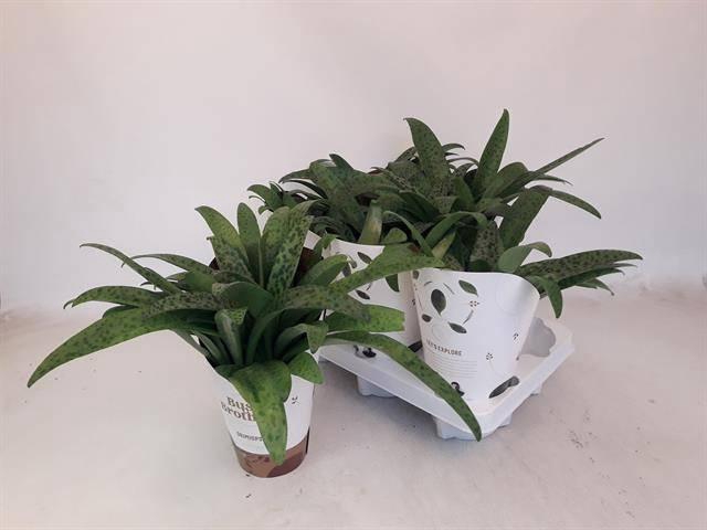 <h4>DRIMIOPSIS MACULATA</h4>