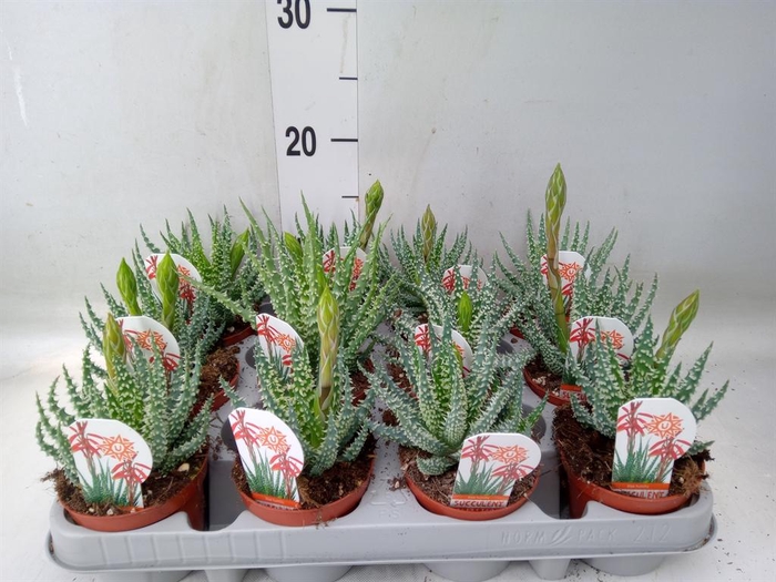 <h4>Aloe humilis</h4>