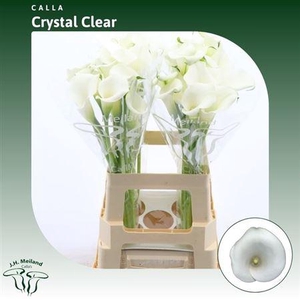 Zant Crystal Clear