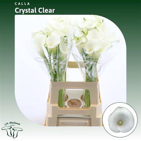 <h4>Zant Crystal Clear</h4>