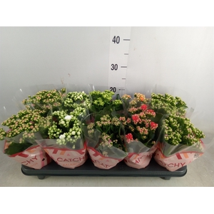 Kalanchoe blos.   ..rosebud mix  5
